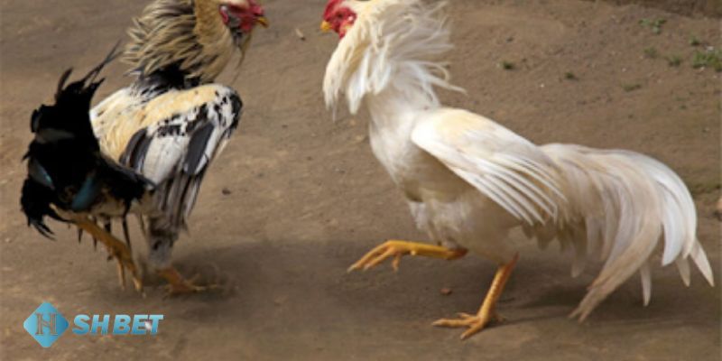 các kèo trong đá gà Tổng hợp các kèo trong đá gà phổ biến hiện nay