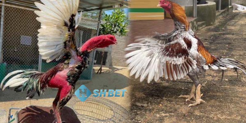các kèo trong đá gà Đa dạng các kèo trong đá gà để người chơi lựa chọn