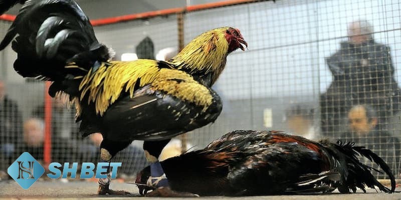 các thuật ngữ trong đá gà các thuật ngữ trong đá gà