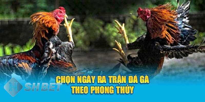 các thuật ngữ trong đá gà các thuật ngữ trong đá gà