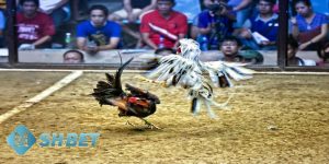 các thuật ngữ trong đá gà