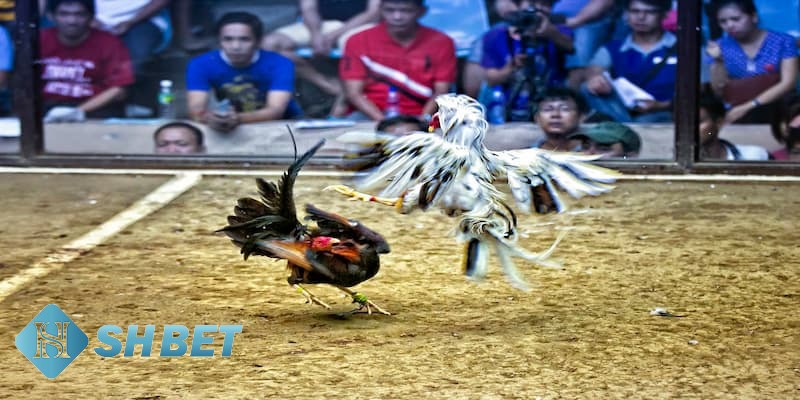 các thuật ngữ trong đá gà các thuật ngữ trong đá gà