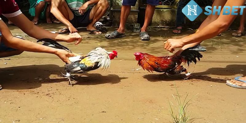 Giới thiệu về đá gà
