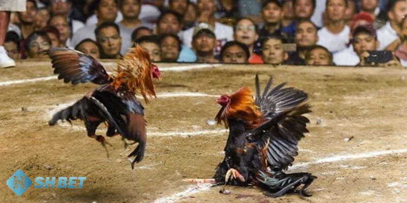 Wala là gì Tìm hiểu sự khác biệt giữa kèo Meron và Wala là gì?