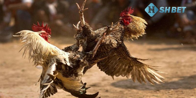 Wala là gì Thời điểm tốt nhất để chọn kèo Wala là gì?