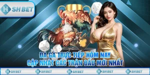 Đá Gà Trực Tiếp Hôm Nay – Cập Nhật Các Trận Đấu Mới Nhất