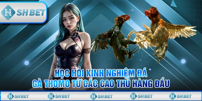 Học Hỏi Kinh Nghiệm Đá Gà Thomo Từ Các Cao Thủ Hàng Đầu