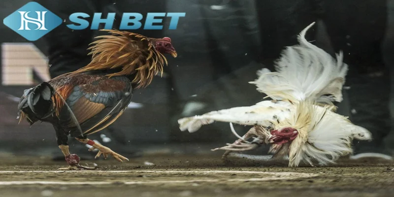 Luật chơi đá gà cựa dao SHBET