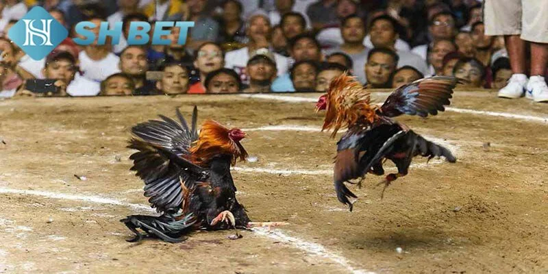 Mẹo chơi đá gà xác suất thắng cao
