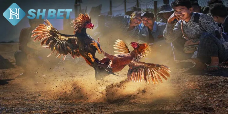 Tổng quan đá gà thomo SHBET