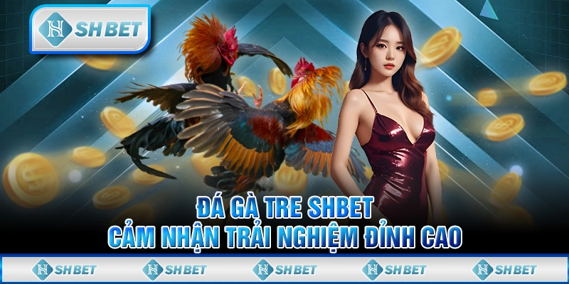 Đá Gà Tre SHBET - Cảm Nhận Trải Nghiệm Đỉnh Cao