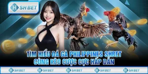 Tìm Hiểu Đá Gà Philippines SHBET Cùng Kèo Cược Cực Hấp Dẫn