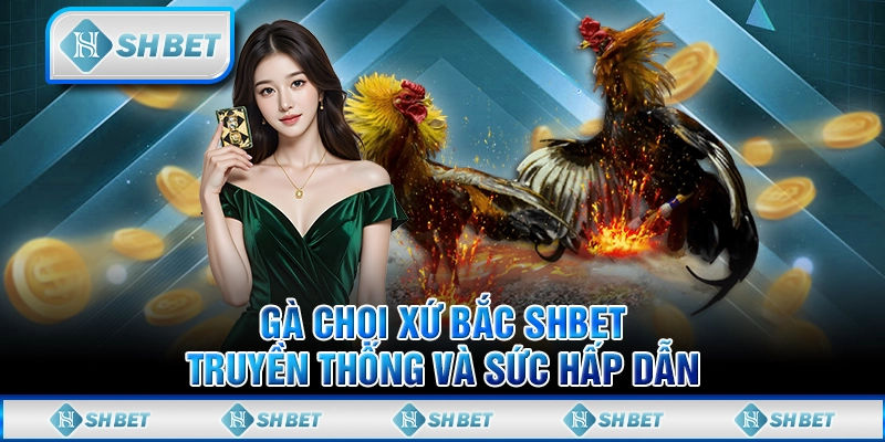 Gà Chọi Xứ Bắc SHBET: Truyền Thống Và Sức Hấp Dẫn