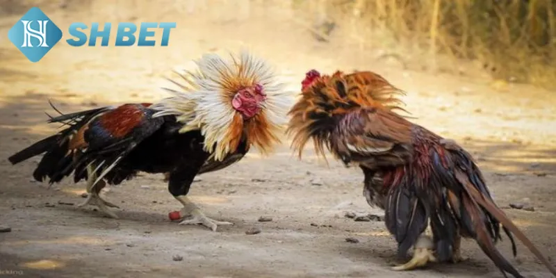 Quy tắc cơ bản trong đá gà tre