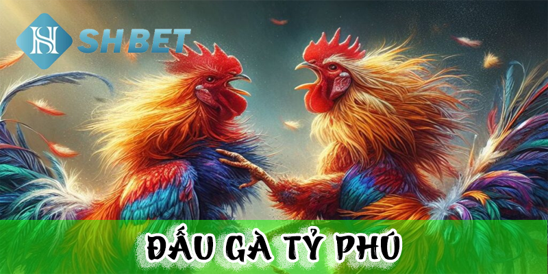 Tìm hiểu về đấu gà tỷ phú