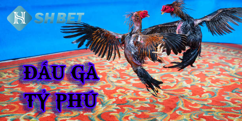 Những chiến lược đặt cược hiệu quả trong đấu gà tỷ phú