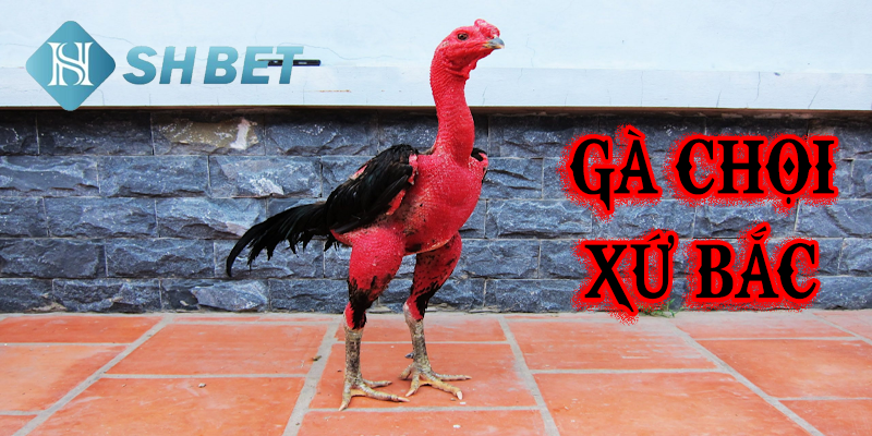 Gà chọi xứ Bắc: Lịch sử và nguồn gốc