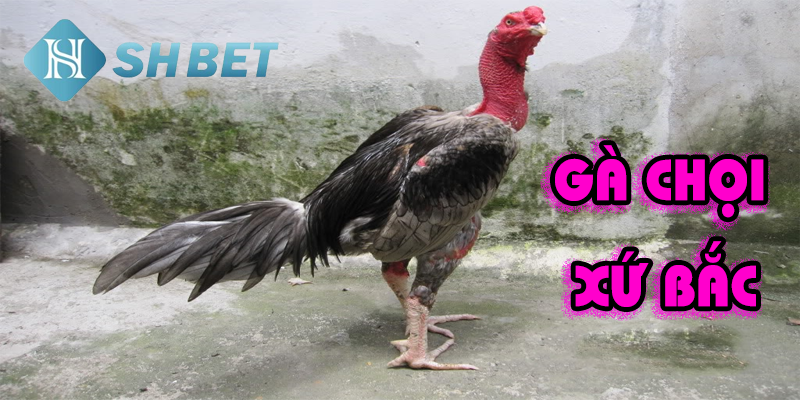 Cách chơi gà chọi xứ Bắc hiệu quả