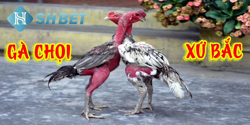 Những yếu tố quan trọng trong mỗi trận đấu gà
